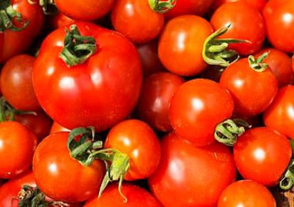 روسيا تمنع دخول الطماطم المغربية