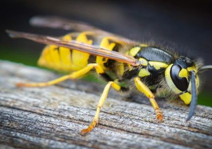 لماذا يفضل البشر النحل على الدبابير؟