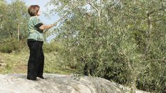 ممثلة كندا بفلسطين تشارك أهالي كفل حارس قطاف ثمار الزيتون