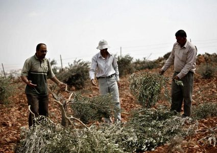 مستوطنون يهاجمون قاطفي الزيتون في بيت فوريك