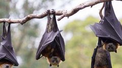 دراسة: الخفافيش تطبق مبدأ التباعد الإجتماعي عند المرض