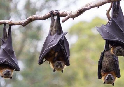 دراسة: الخفافيش تطبق مبدأ التباعد الإجتماعي عند المرض