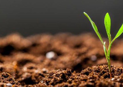 علماء يحذرون من خطر تحرر كربون التربة