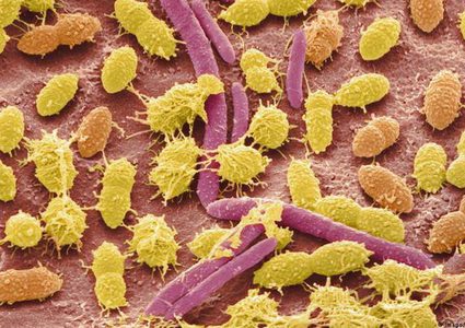 هل تحمي بكتيريا الأمعاء من أضرار الإشعاع ؟