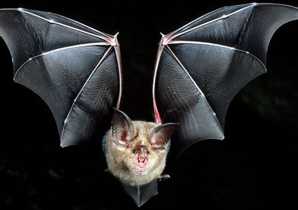 هل تتنبأ الخفافيش بمستقبل الضحية ؟