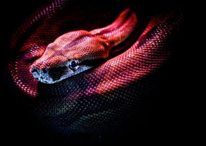 شاهد العثور على ثعبان عملاق اختبأ تحت غطاء محرك سيارة