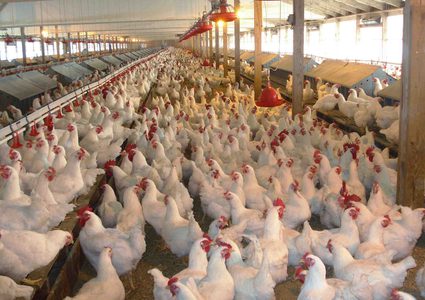 إعدام 200 ألف دجاجة في هولندا بعد اكتشاف بؤرة لإنفلونزا الطيور