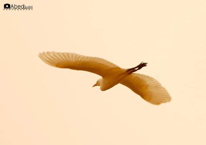 لقطات خريفية من منطقة الأغوار الفلسطينية