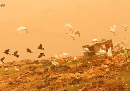 لقطات خريفية من الحياة والطبيعة في منطقة الأغوار الفلسطينية الشمالية
عدسة : عبدالرحيم قوصيني