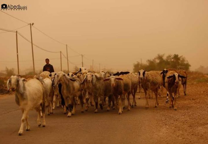 لقطات خريفية من الحياة والطبيعة في منطقة الأغوار الفلسطينية الشمالية
عدسة : عبدالرحيم قوصيني