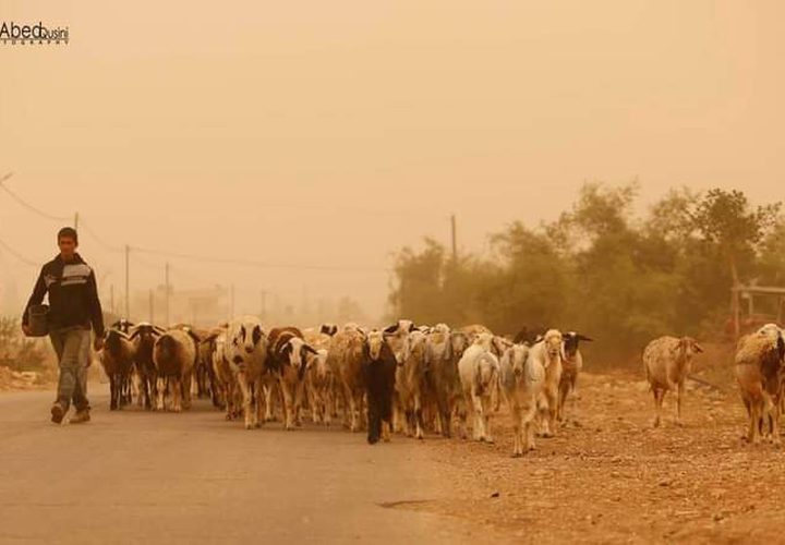 لقطات خريفية من الحياة والطبيعة في منطقة الأغوار الفلسطينية الشمالية
عدسة : عبدالرحيم قوصيني