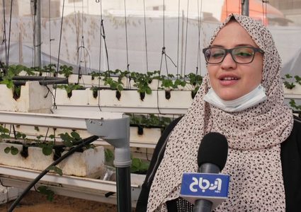 المهندسة ولاء المنعم من غزة .. تستثمر شغفها في مشروع ريادي زراعي