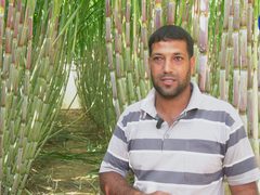 المزارع محمد قديح يعيد إحياء أرضه بزراعة قصب السكر