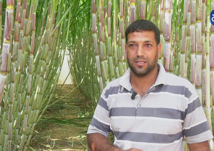 المزارع محمد قديح يعيد إحياء أرضه بزراعة قصب السكر