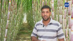المزارع محمد قديح يعيد إحياء أرضه بزراعة قصب السكر