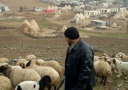 النقب: مصادرة 150 رأس غنم من قرية أم بطين