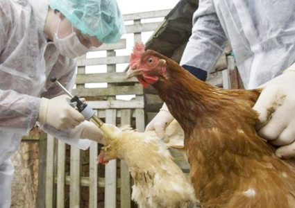 إنفلونزا الطيور تجتاح مزارع الدجاج في هولندا و ألمانيا