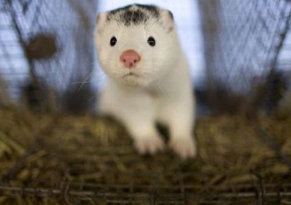 ماهي السلالة الجديدة من فيروس كورونا المرتبطة بحيوان "المنك"؟