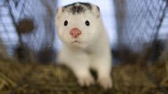 ماهي السلالة الجديدة من فيروس كورونا المرتبطة بحيوان "المنك"؟