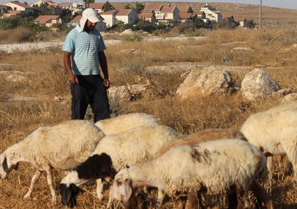 مستوطنون يسرق أبقارًا من خربة عين الحلوة