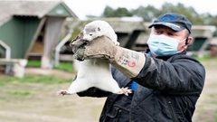 حيوان قد يفسد فرحة لقاح "كورونا".. ما مصدر قلق العلماء؟