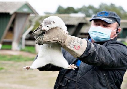 حيوان قد يفسد فرحة لقاح "كورونا".. ما مصدر قلق العلماء؟