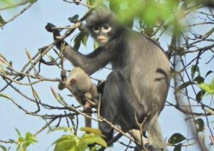 العلماء يكتشفون نوعا جديدا من القردة
