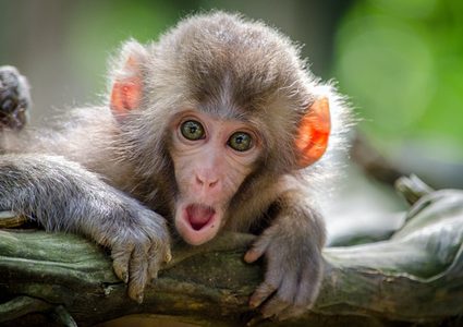 العلماء يكتشفون نوعا جديدا من القردة