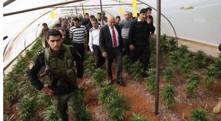 ضبط مشتل مخدرات في برية بيت لحم