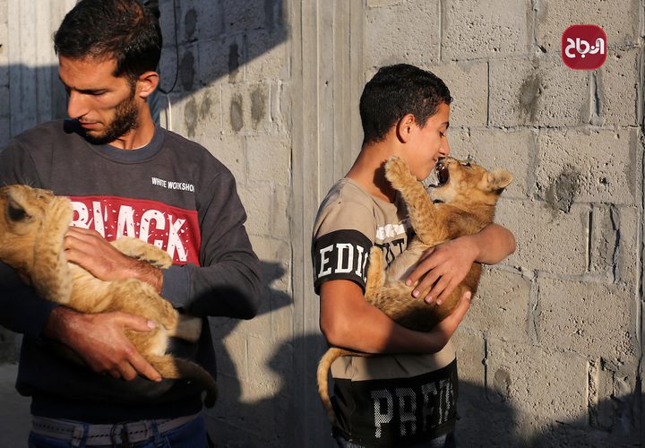 شاب فلسطيني يربي شبلي أسد في ساحة منزله في خانيونس جنوب قطاع غزة