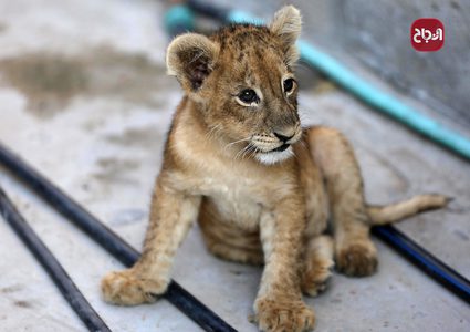 شاب فلسطيني يربي شبلي أسد في ساحة منزله في خانيونس جنوب قطاع غزة