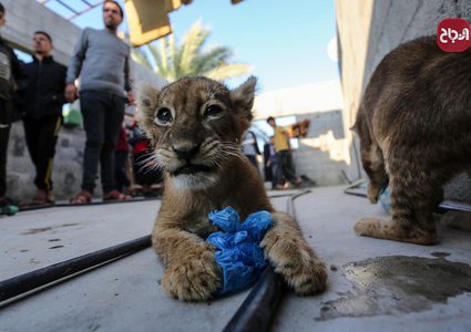 شاب يربي شبلي أسد في ساحة منزله في غزة
