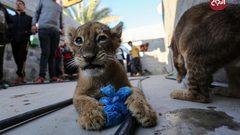 شاب فلسطيني يربي شبلي أسد في ساحة منزله في خانيونس جنوب قطاع غزة