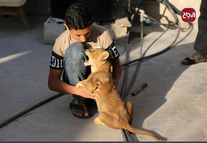 شاب فلسطيني يربي شبلي أسد في ساحة منزله في خانيونس جنوب قطاع غزة