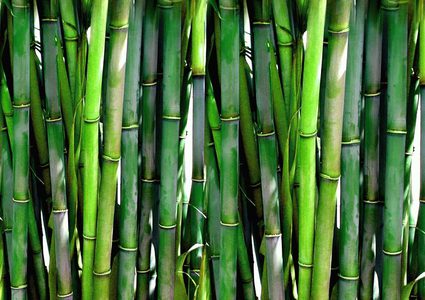 هل يمكن أن تصلح أخشاب الخيزران كسور العظام ؟