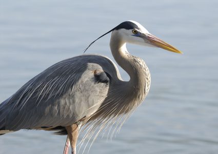 شاهد ثعبان يتدلى من معدة طائر مالك الحزين !