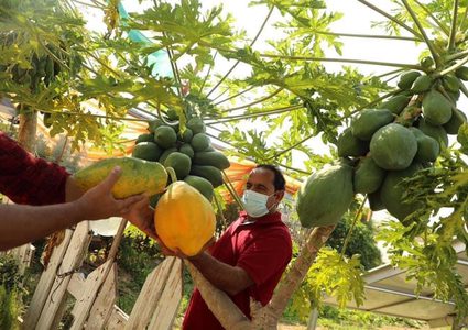 ‏‎موسم قطف فاكهة الببايا في بيت لاهيا شمال قطاع غزة