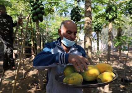‎موسم قطف فاكهة الببايا في بيت لاهيا شمال قطاع غزة

‎تصوير مجدي فتحي