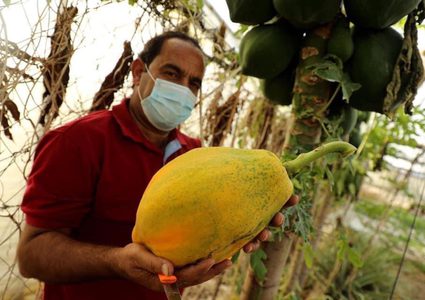 ‎موسم قطف فاكهة الببايا في بيت لاهيا شمال قطاع غزة

‎تصوير مجدي فتحي
