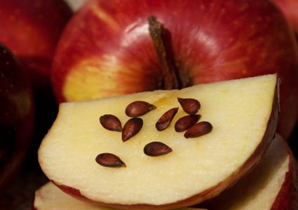 بذور التفاح