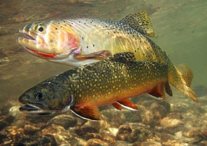 سمك "باليا".. أكثر الأسماك فائدة في العالم