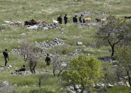 مستوطنون يهاجمون مزارعين شرق يطا