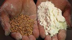 تجار سوريون: سوريا تطرح مناقصة محلية لاستيراد دقيق القمح