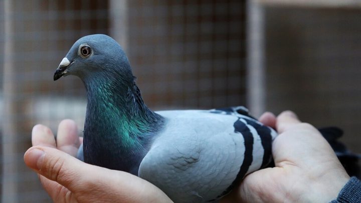 صيني يشتري الحمامة البلجيكية "نيو كيم" مقابل 1.6 مليون يورو