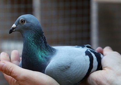 صيني يشتري الحمامة البلجيكية "نيو كيم" مقابل 1.6 مليون يورو