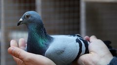 صيني يشتري الحمامة البلجيكية "نيو كيم" مقابل 1.6 مليون يورو