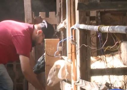 "مزرعة أغنام صغيرة" تذلل إعاقة شاب وتفتح له أبواب الأمل