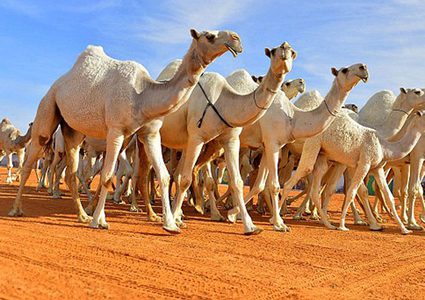 روسيا..  قطيع من الجمال يتسبب بمشاكل قانونية لصاحبه