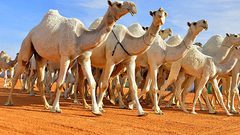 روسيا..  قطيع من الجمال يتسبب بمشاكل قانونية لصاحبه