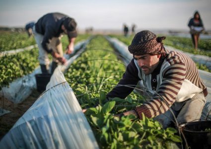 توزيع مساعدات على المزارعين المتضررين من "كورونا"